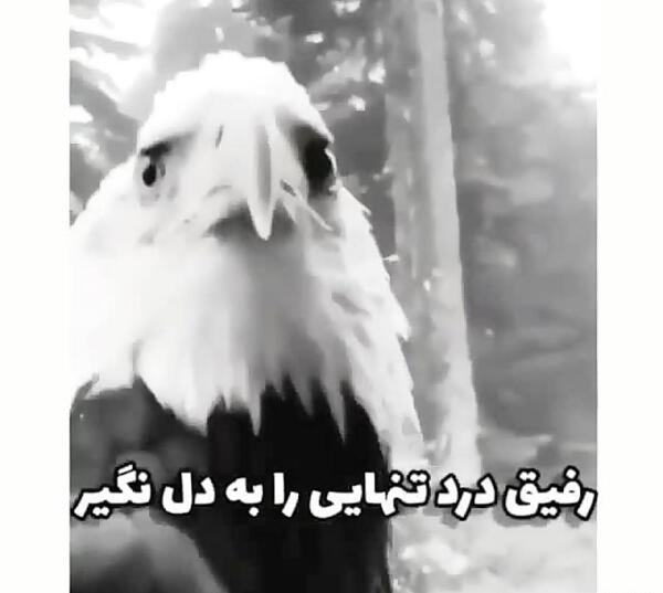 عکس پروفایل لاتی عقاب