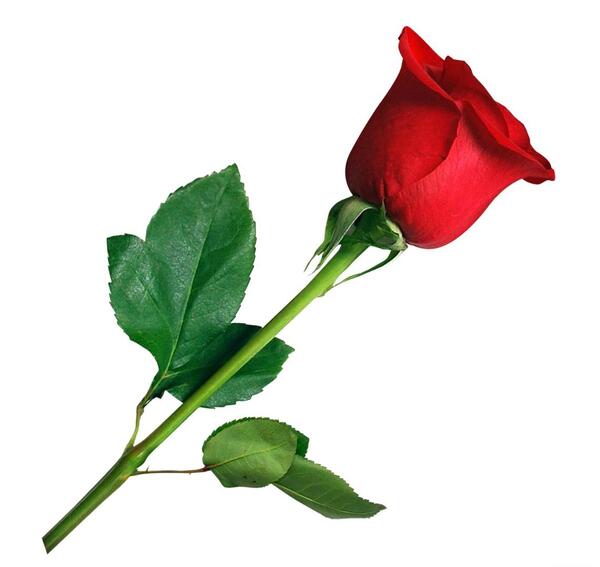 عکس یه بغل گل