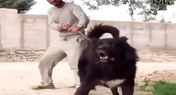 عکس سگ سرابی اصیل بزرگ