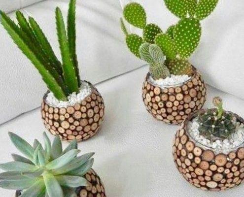 عکس کاکتوس نقاشی