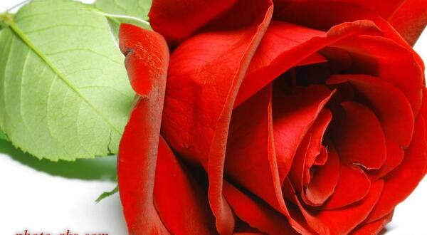 عکس زیباترین گلهای دنیا