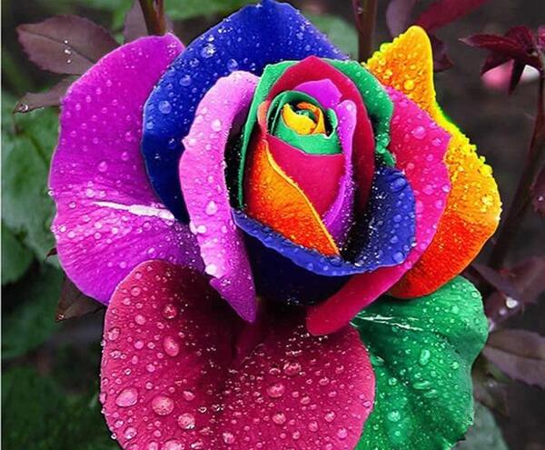 عکس زیباترین گلهای دنیا