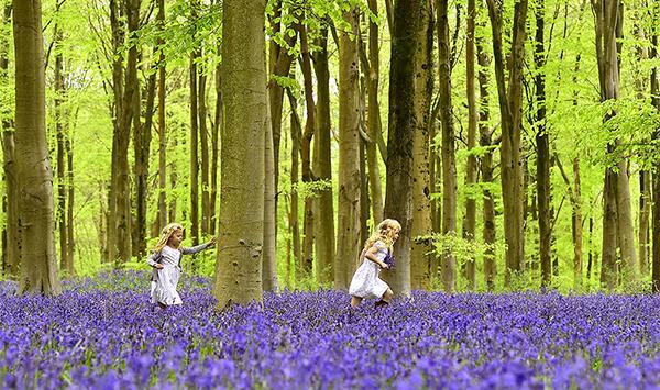 عکس زیباترین گلهای دنیا