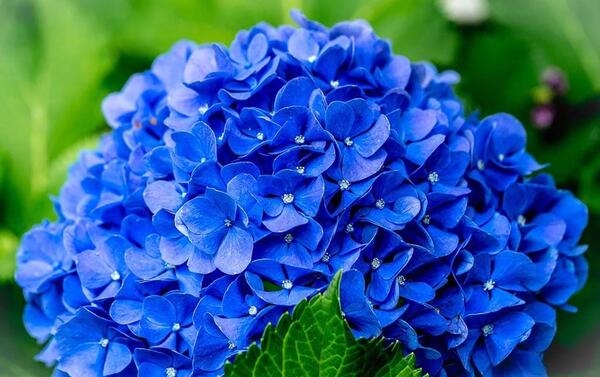 عکس زیباترین گلهای دنیا