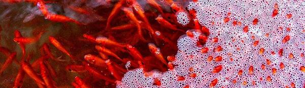 عکس ماهی قرمز عید