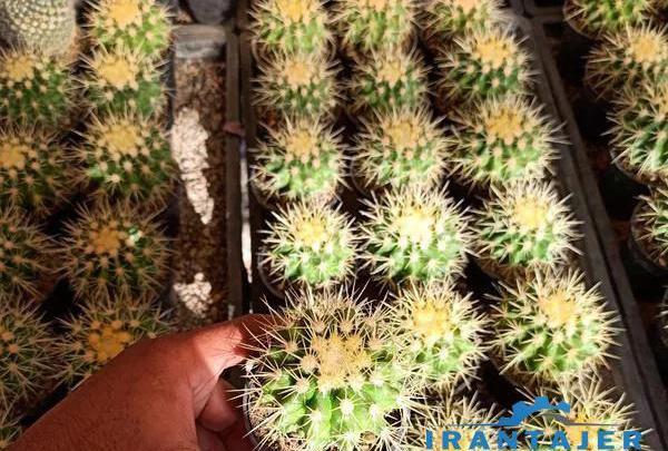 عکس کاکتوس اچینو