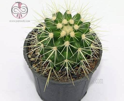 عکس کاکتوس اچینو