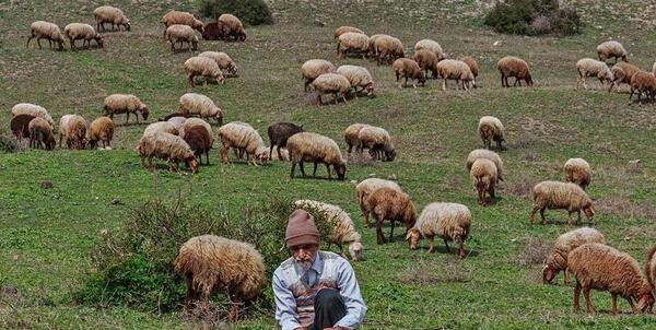عکس اقای چوپان