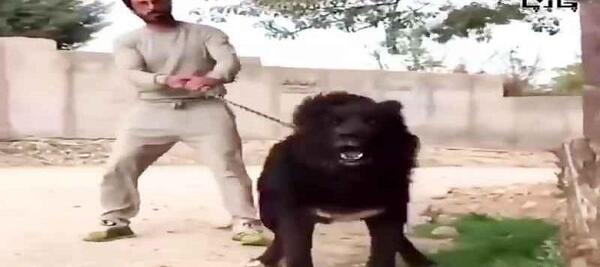 عکس سگ سرابی فروشی