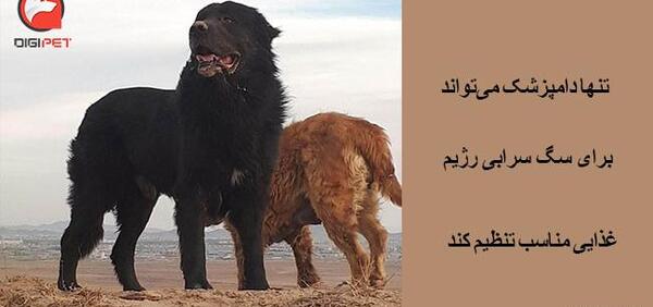 عکس سگ سرابی فروشی