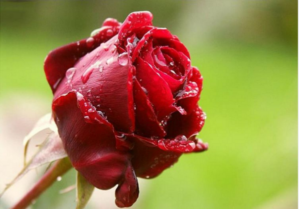 عکس گل رز شب تاب