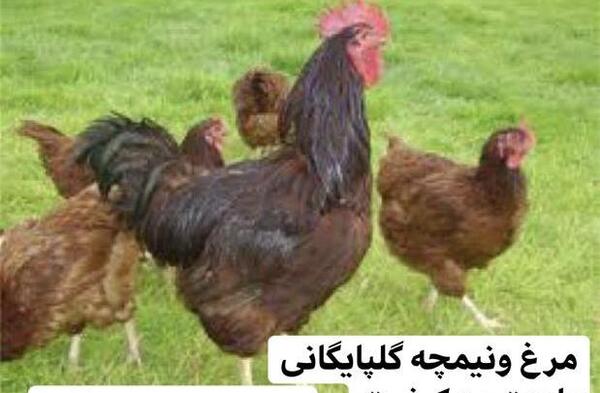 عکس روزه در خانه