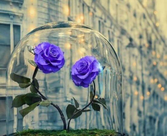 عکس گل یاس عاشقانه