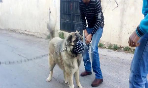 عکس سگ سرابی غول پیکر