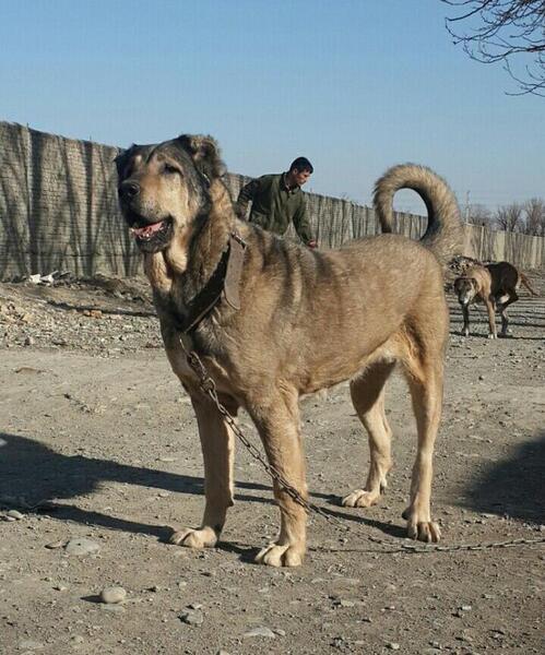 عکس سگ طوفان سراب