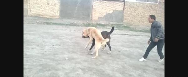 عکس سگ طوفان سراب