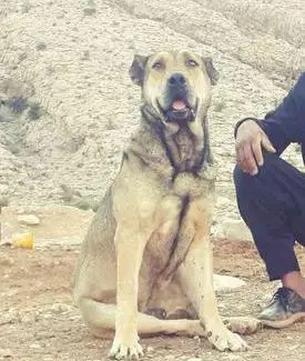 عکس سگ طوفان سراب