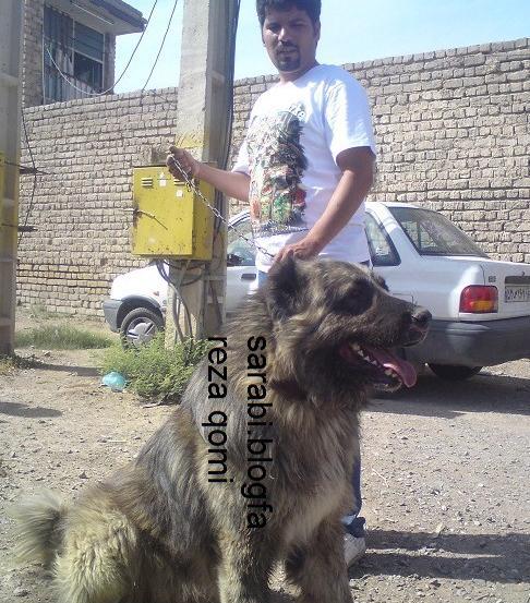 عکس سگ طوفان سراب