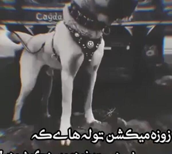 عکس سگ سرابی سلطان