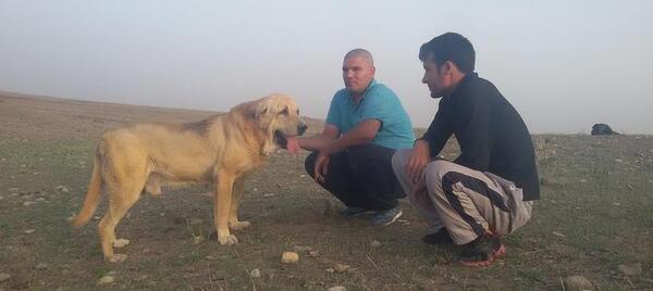 عکس سگ سرابی سلطان