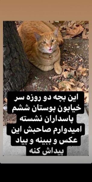 عکس گربه زرد رنگ