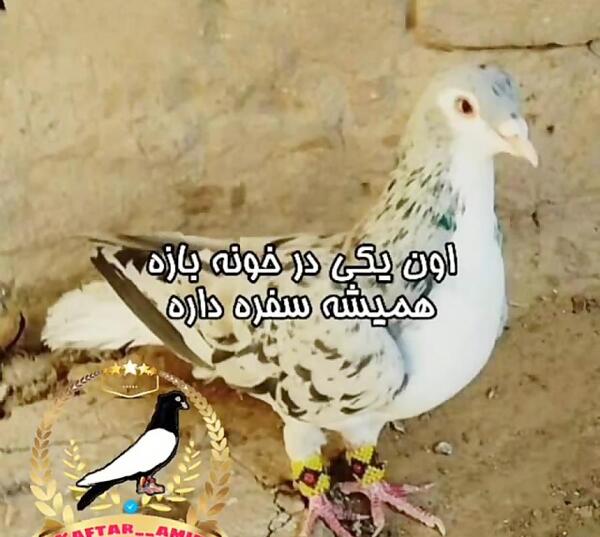 عکس کبوتر برای پروفایل لاتی
