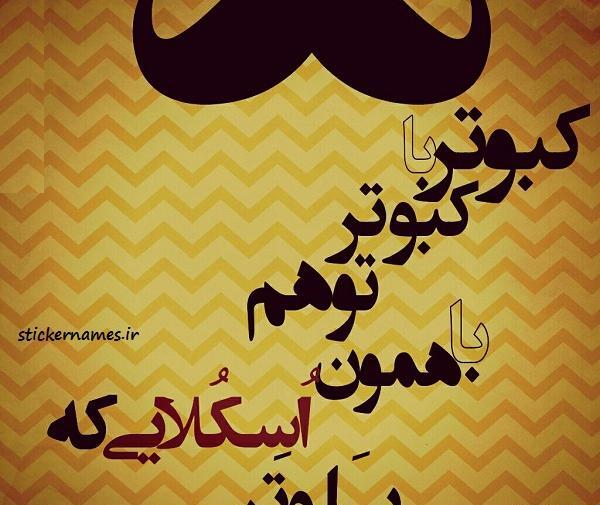 عکس کبوتر برای پروفایل لاتی