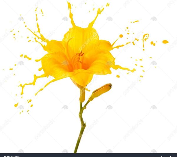 عکس سفید و زرد
