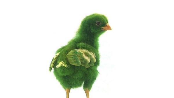 عکس جوجه سبز