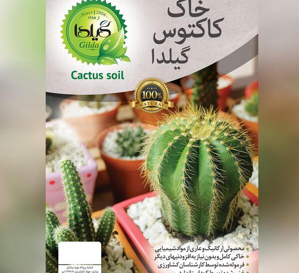 عکس کاکتوس جک