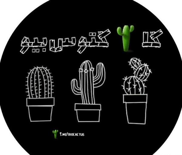 عکس کاکتوس جک