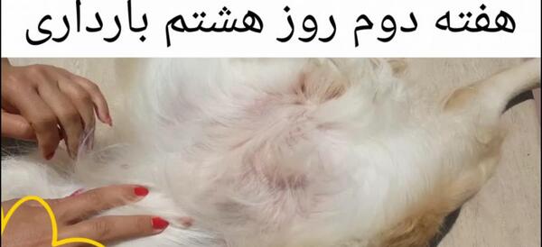 عکس سگ حامله