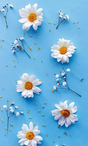 عکس آبی سفید