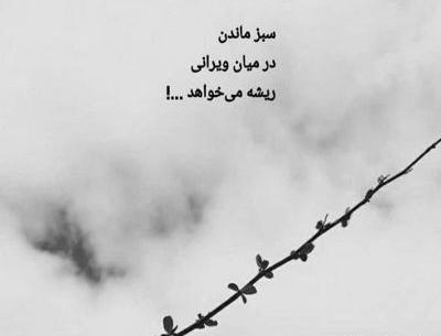 عکس سبز ماندن در میان ویرانی ریشه می خواهد