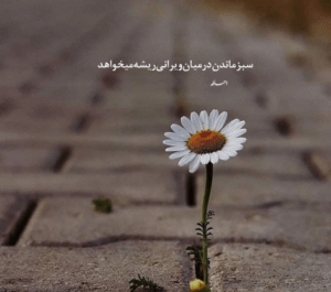 عکس سبز ماندن در میان ویرانی ریشه می خواهد
