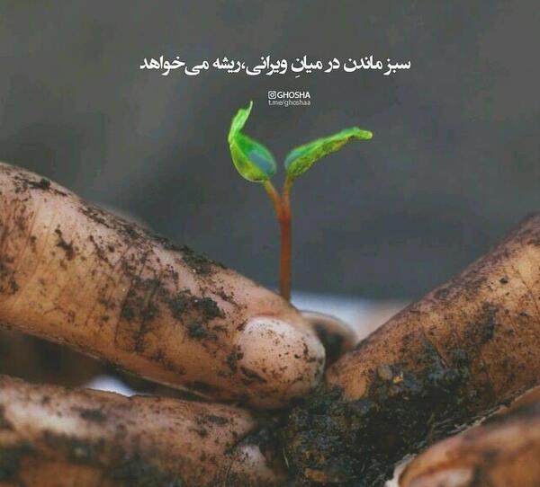 عکس سبز ماندن در میان ویرانی ریشه می خواهد