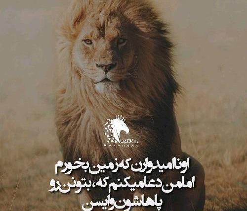 عکس پروفایل لاتی شیر