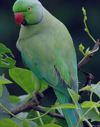عکس طوطی خواب