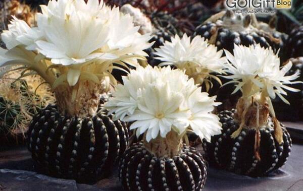 عکس کاکتوس عجیب