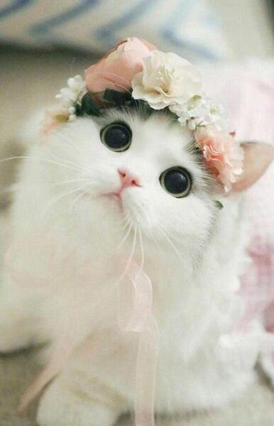 عکس گربه خانگی زیبا