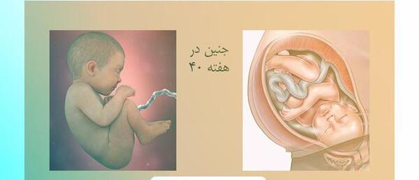 عکس جنین چهل روزه