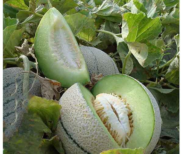 عکس طالبی قرمز