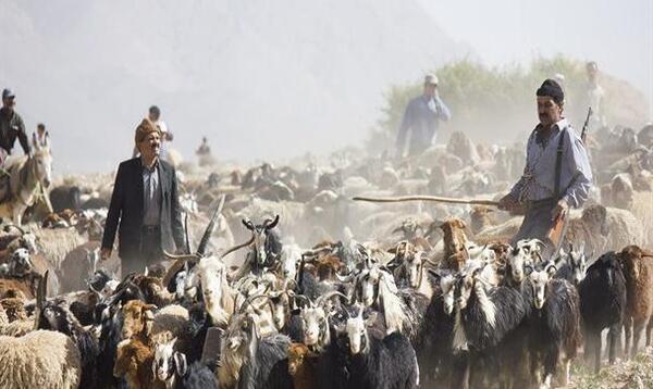عکس لیلی گله داران