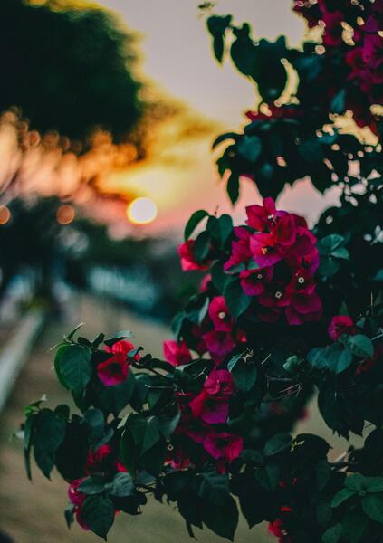 عکس سفید صورتی ساده