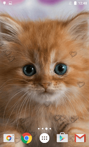 عکس گربه ملوس برای تصویر زمینه