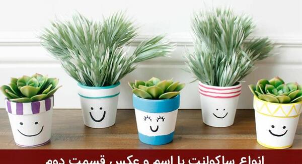 عکس کاکتوس نخلی