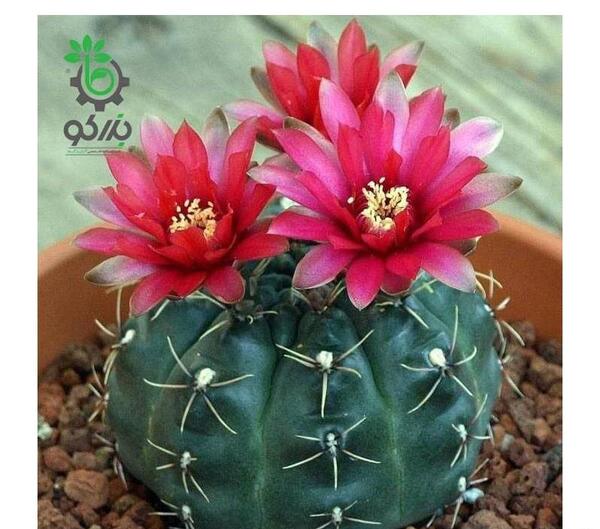 عکس گل کاکتوس ژمینو