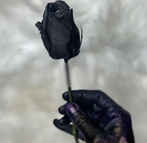 عکس گل رز مشکی غمگین