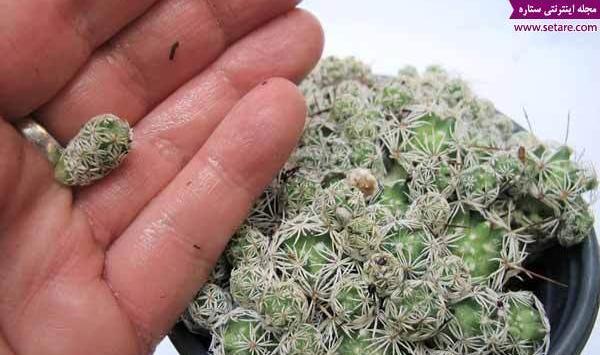 عکس کاکتوس عنکبوتی