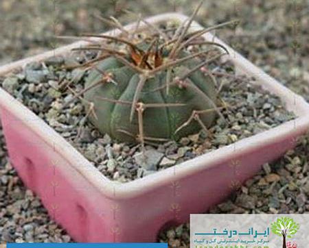 عکس کاکتوس عنکبوتی